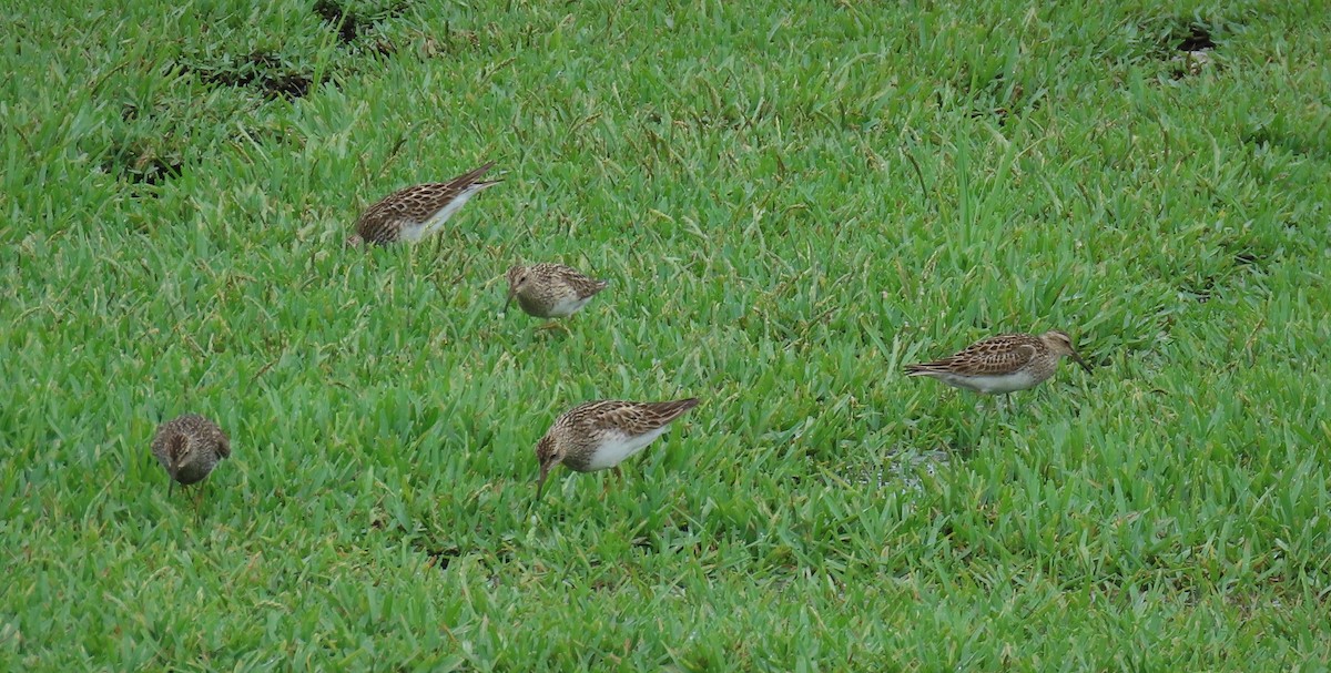 Pectoral Sandpiper - ML361461611