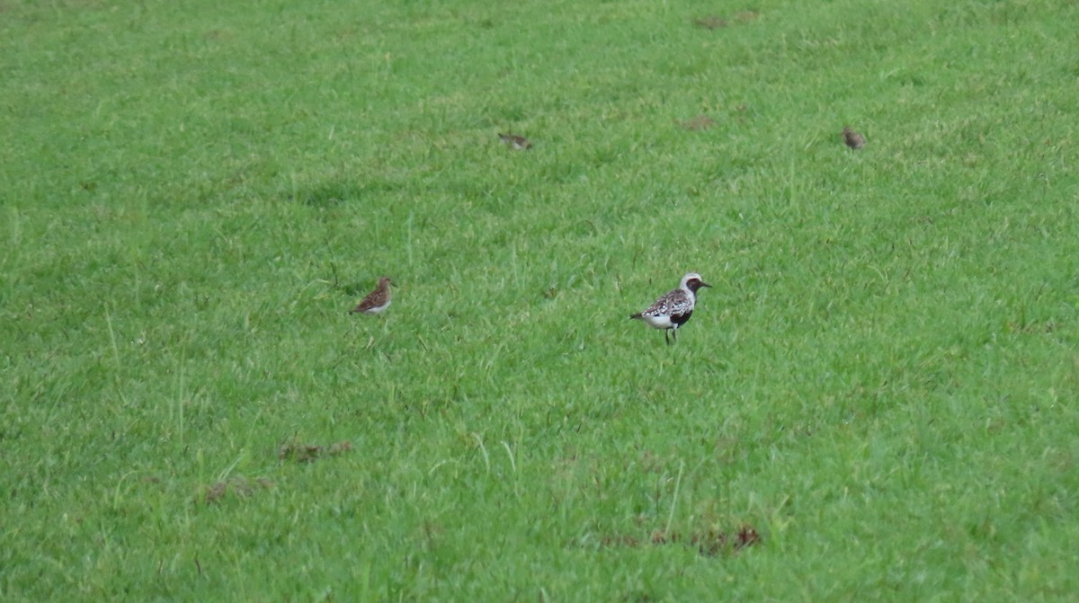 Black-bellied Plover - ML361461771