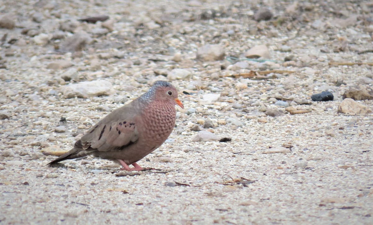 Common Ground Dove - ML361461921