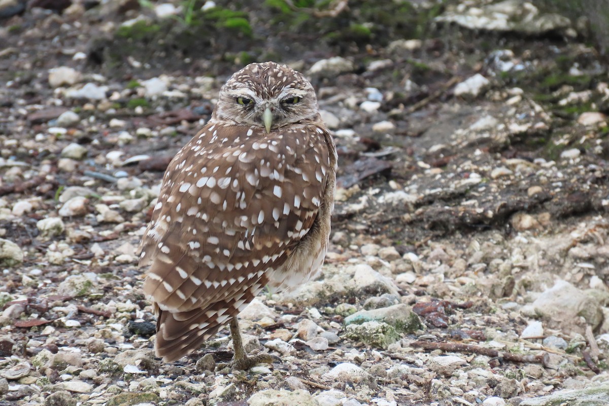 Burrowing Owl - ML361462141