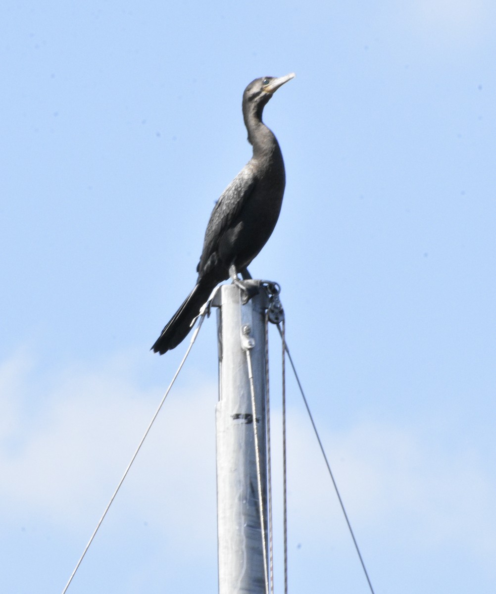 Neotropic Cormorant - ML361462331