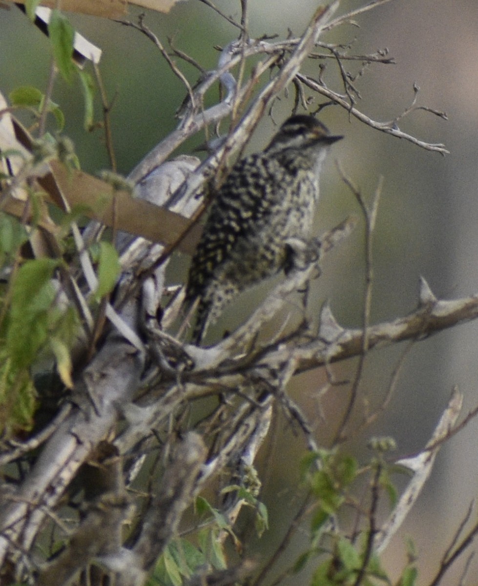 Checkered Woodpecker - ML361462791