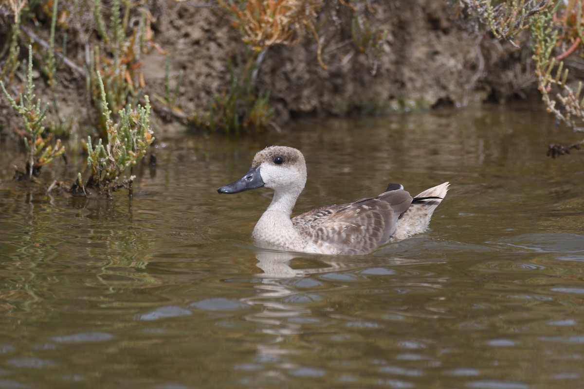 Marbled Duck - ML361463041