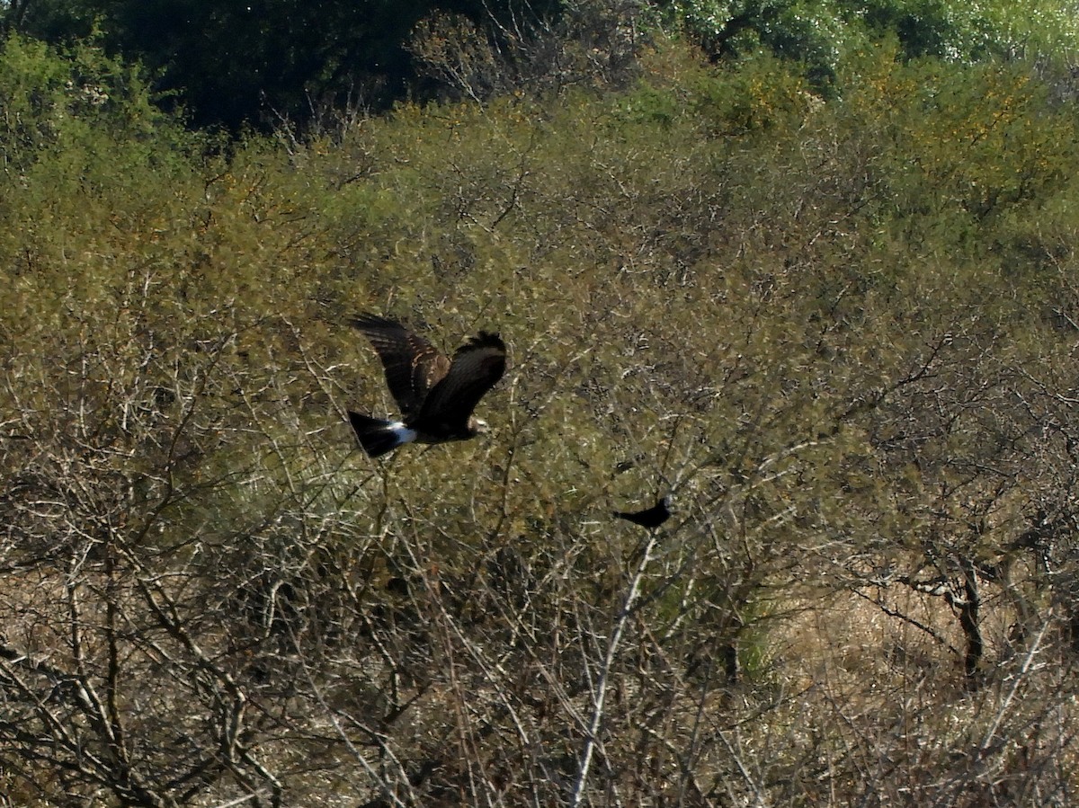 Snail Kite - ML361464801