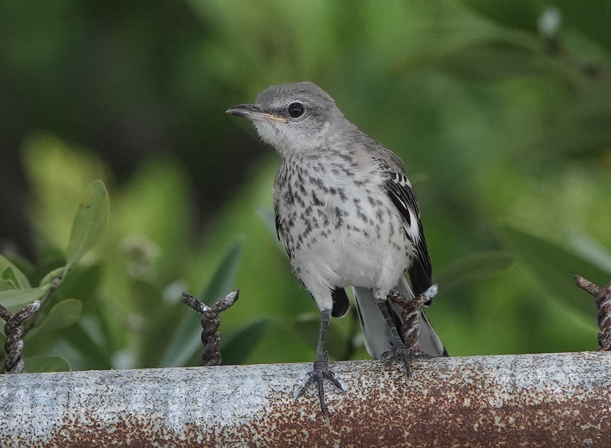 Northern Mockingbird - ML361465681