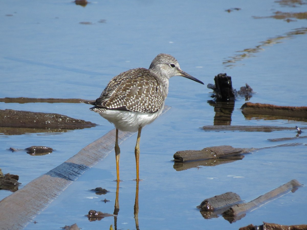 Lesser Yellowlegs - ML361467821