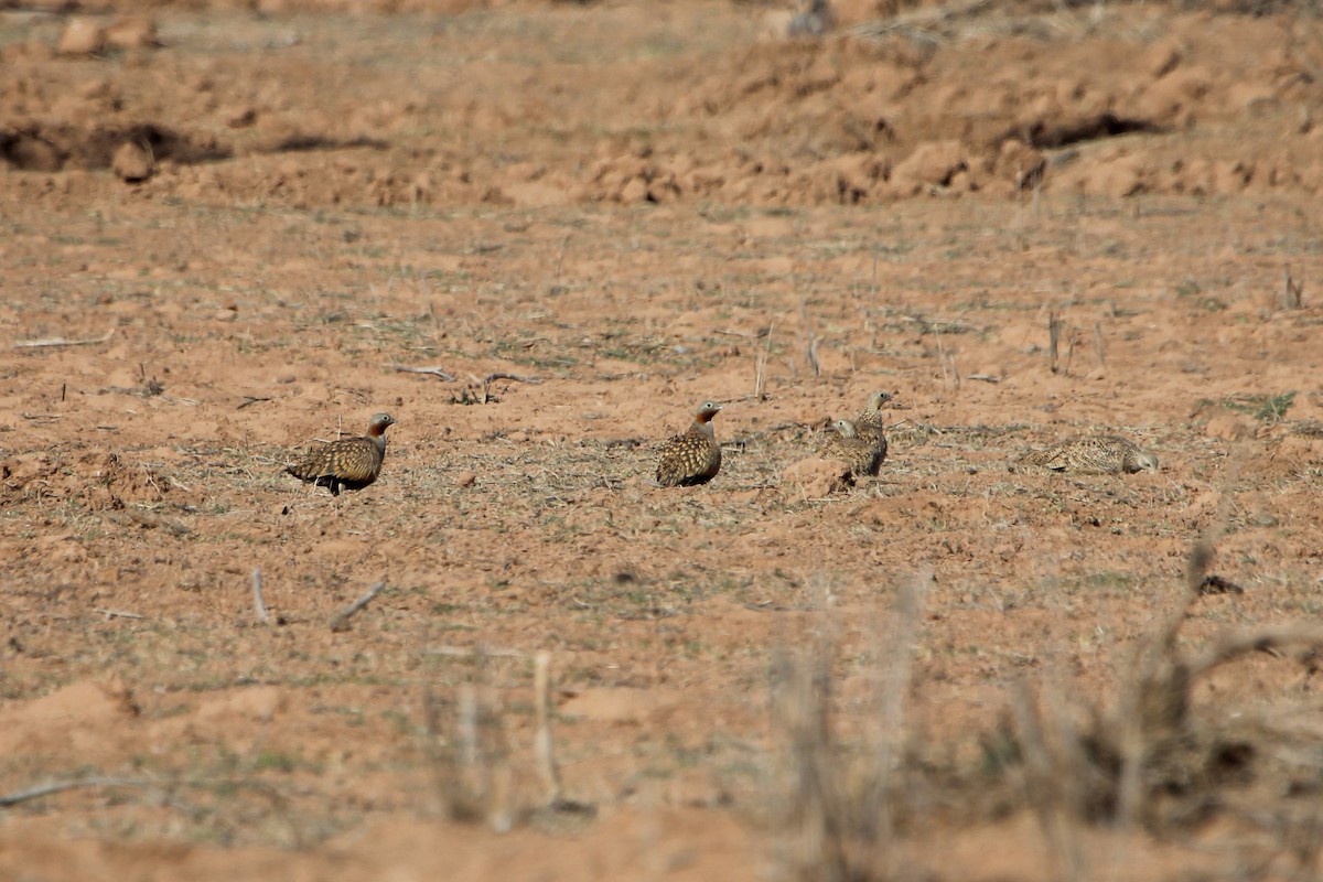 Black-bellied Sandgrouse - ML361468171