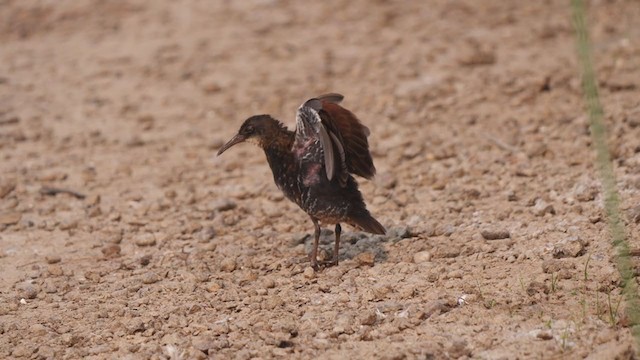 Virginia Rail - ML361469911