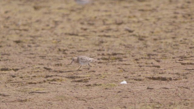 Baird's Sandpiper - ML361469981