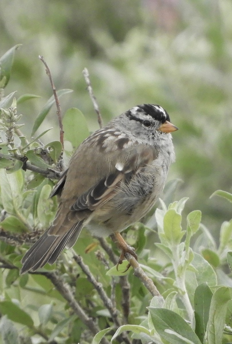 White-crowned Sparrow - ML361470171