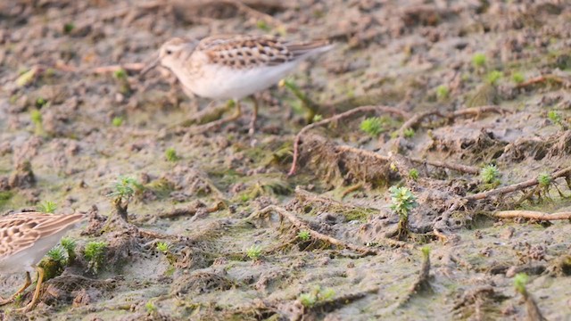 Least Sandpiper - ML361470281