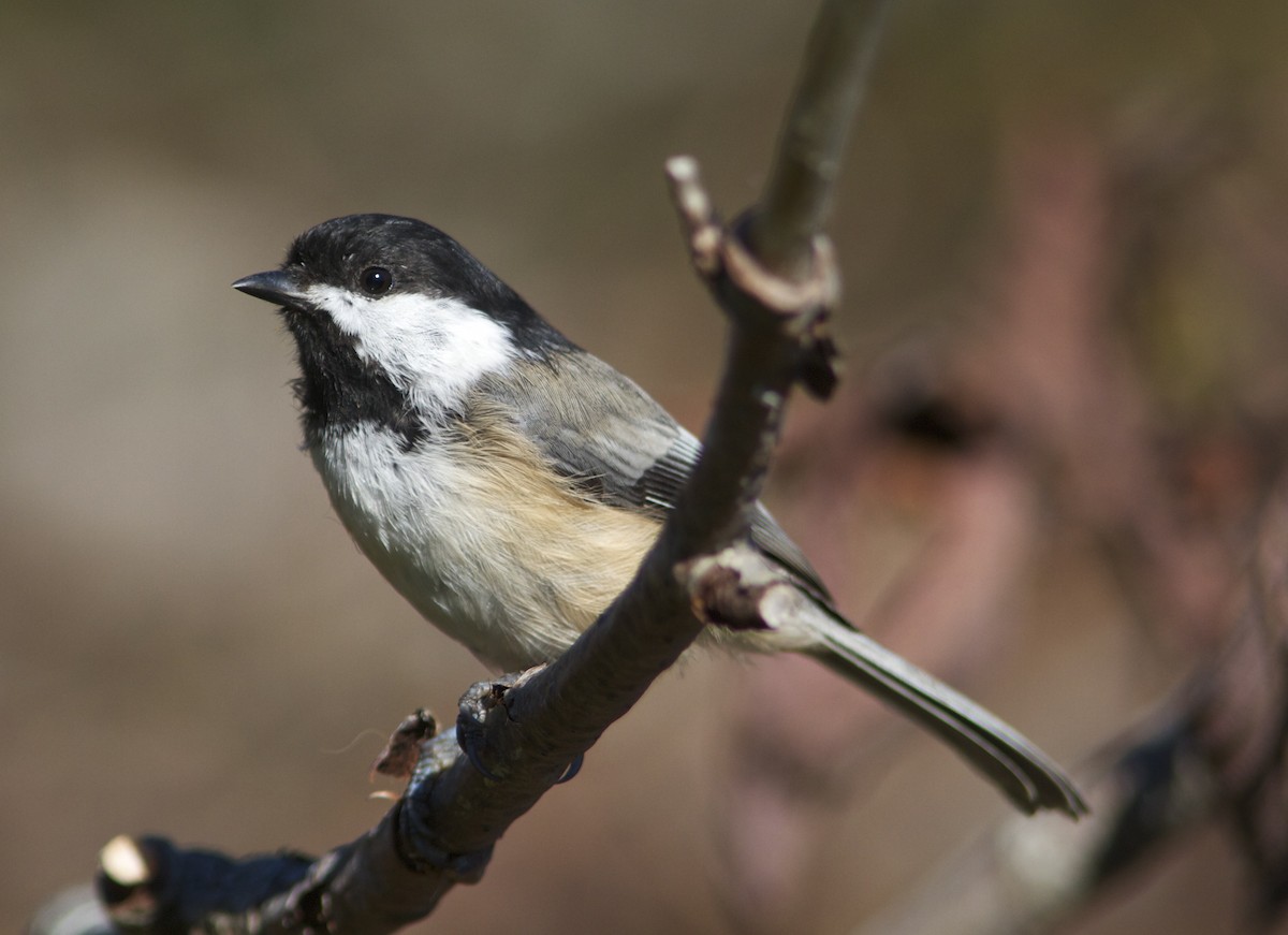 Black-capped Chickadee - ML36147111