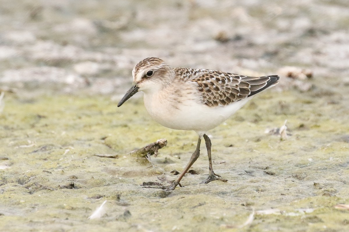 Semipalmated Sandpiper - Ethan Denton