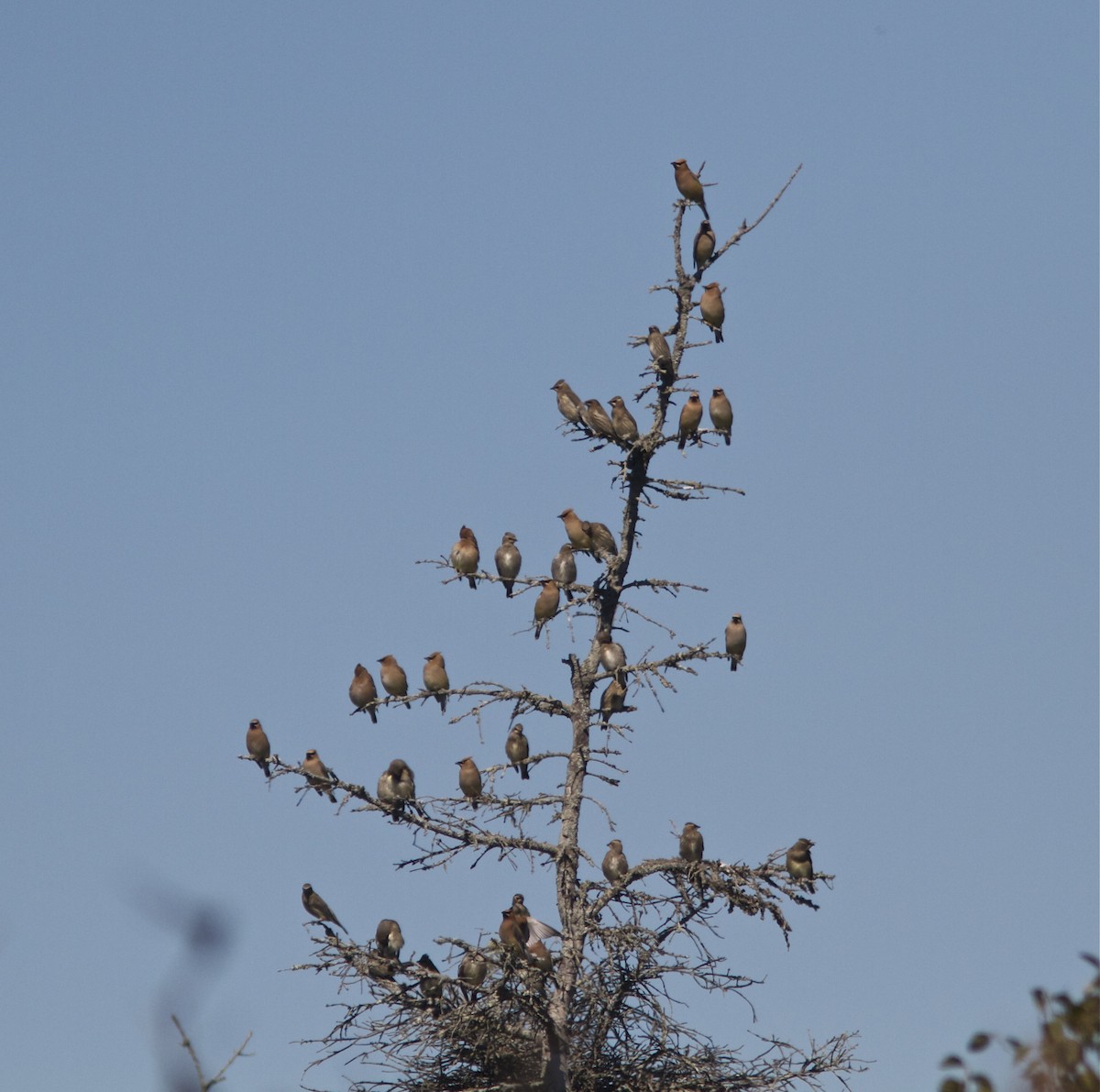 Cedar Waxwing - ML36147211