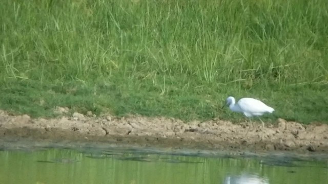 Little Blue Heron - ML361472231