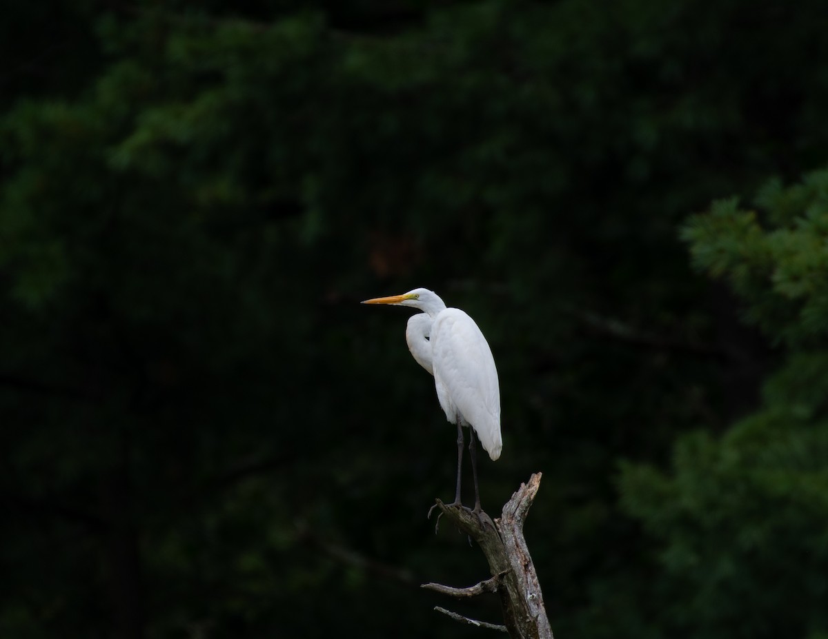 Great Egret - Christopher T