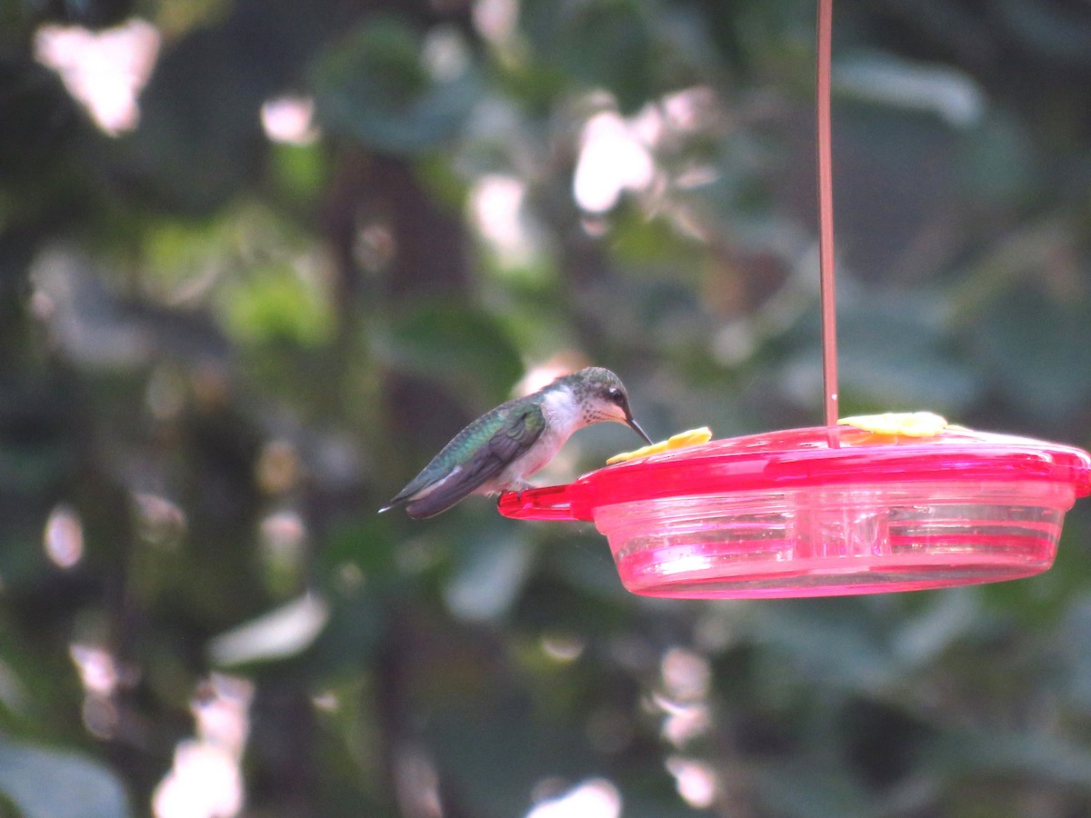 Ruby-throated Hummingbird - ML361473051