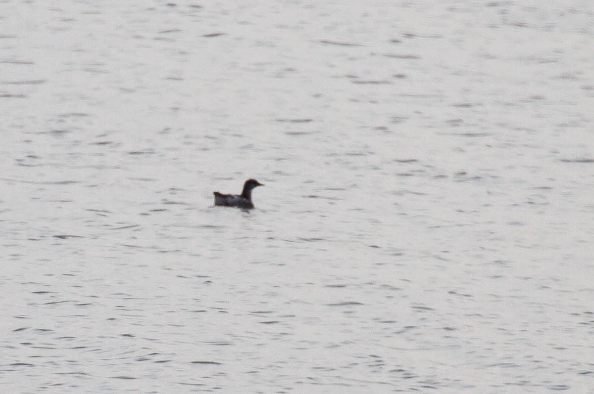 Black Guillemot - ML361477301