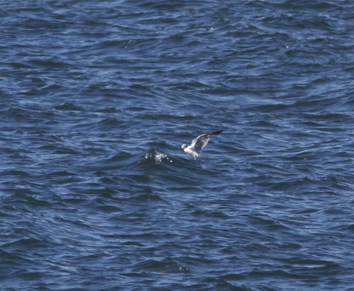 Laughing Gull - ML36147781