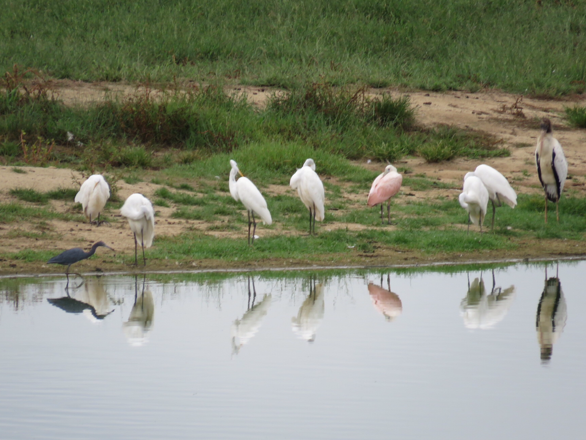 Wood Stork - Kathy Miller