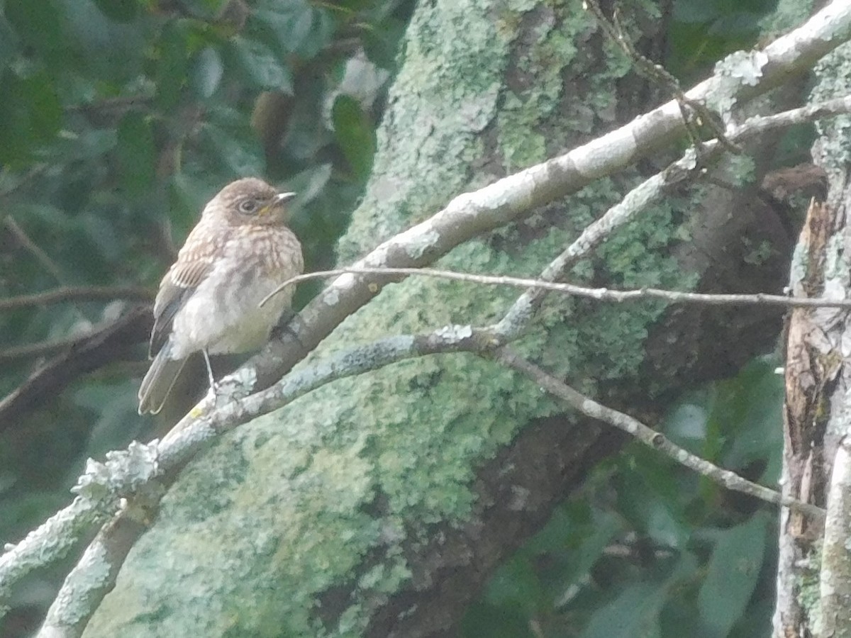 Eastern Bluebird - ML361479871