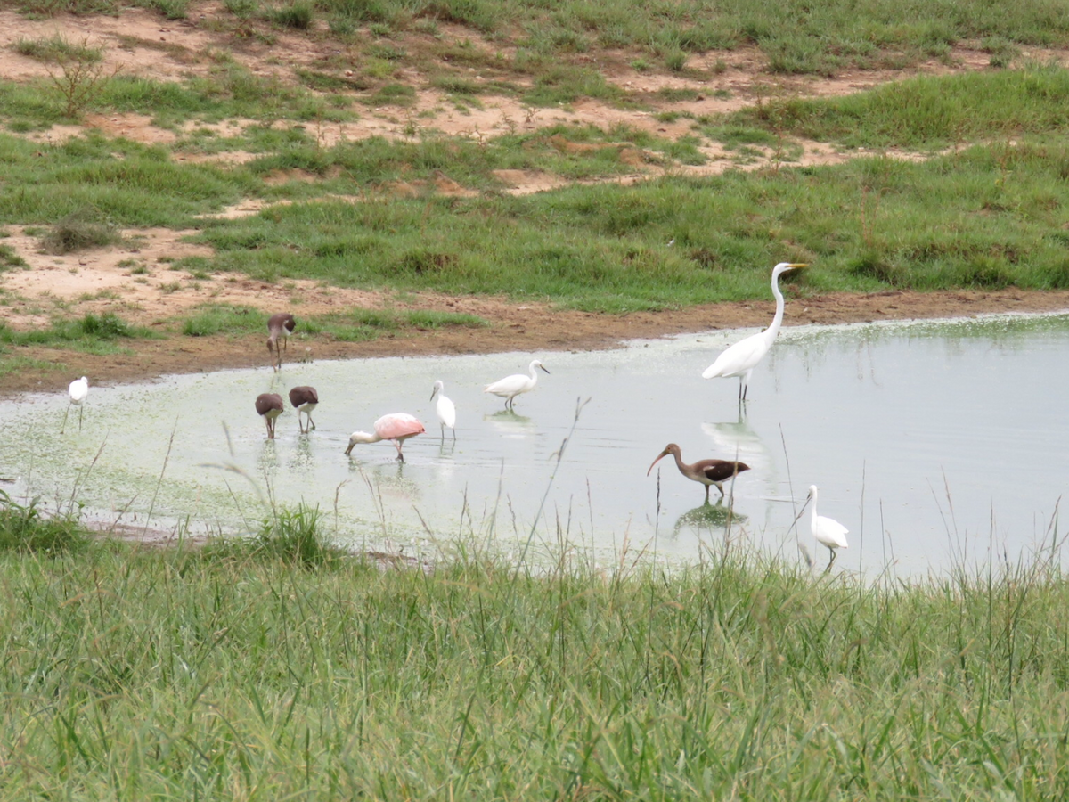 Roseate Spoonbill - ML361479921