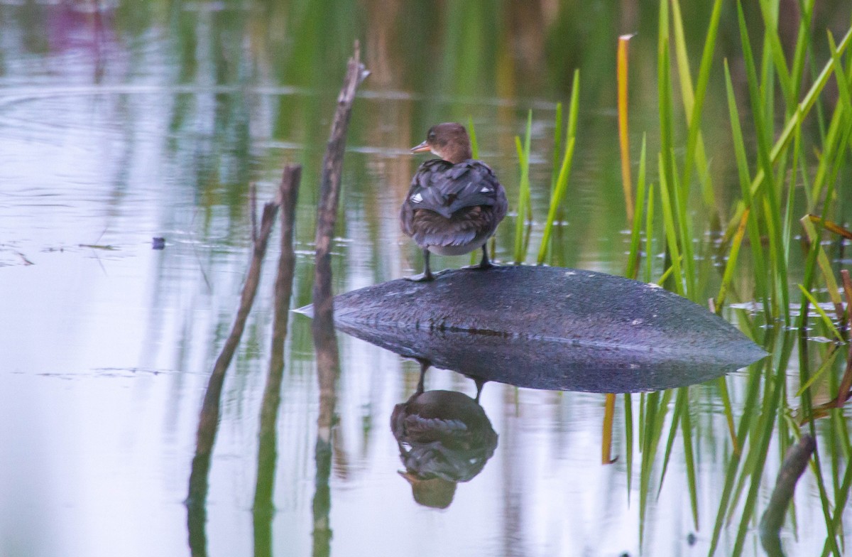 Hooded Merganser - ML361479971