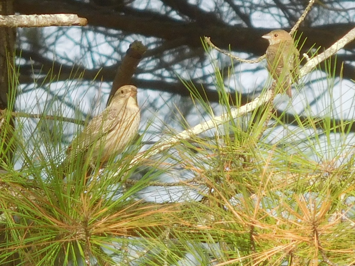 Brown-headed Cowbird - ML361479981