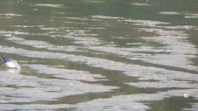 Wilson's Phalarope - ML361480741