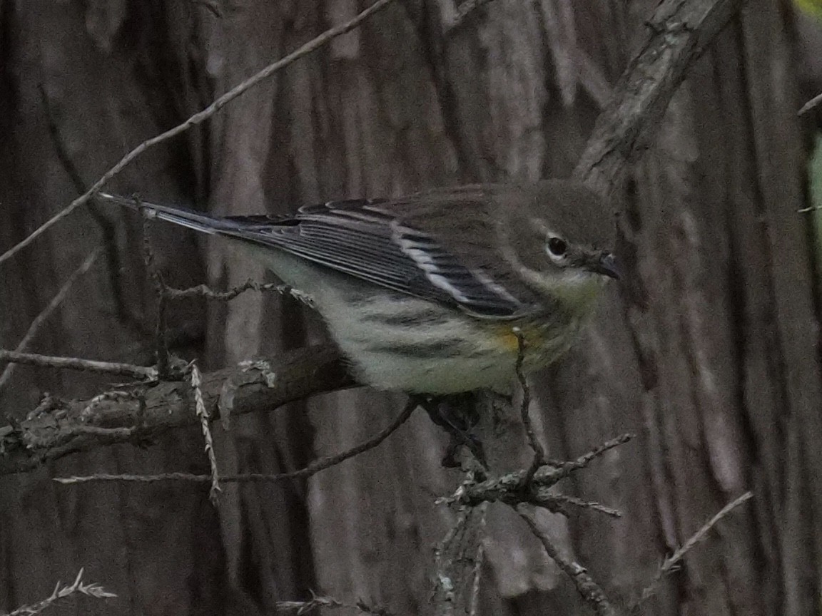 Yellow-rumped Warbler (Myrtle) - ML36148241
