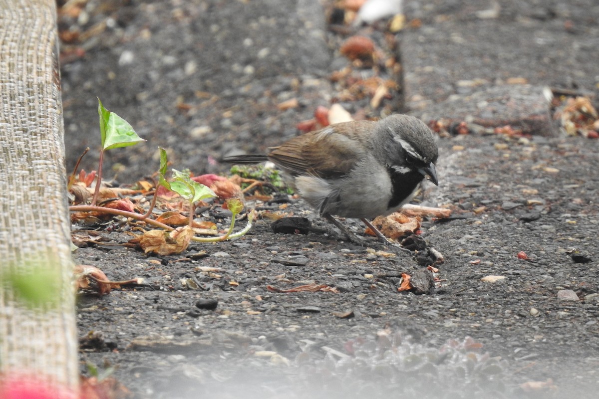 Black-throated Sparrow - ML361482701