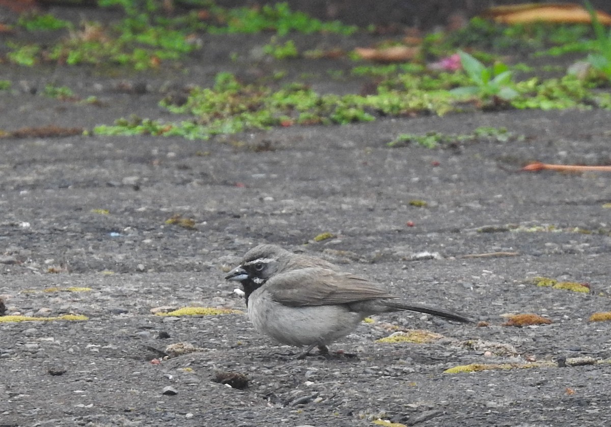 Black-throated Sparrow - ML361482751
