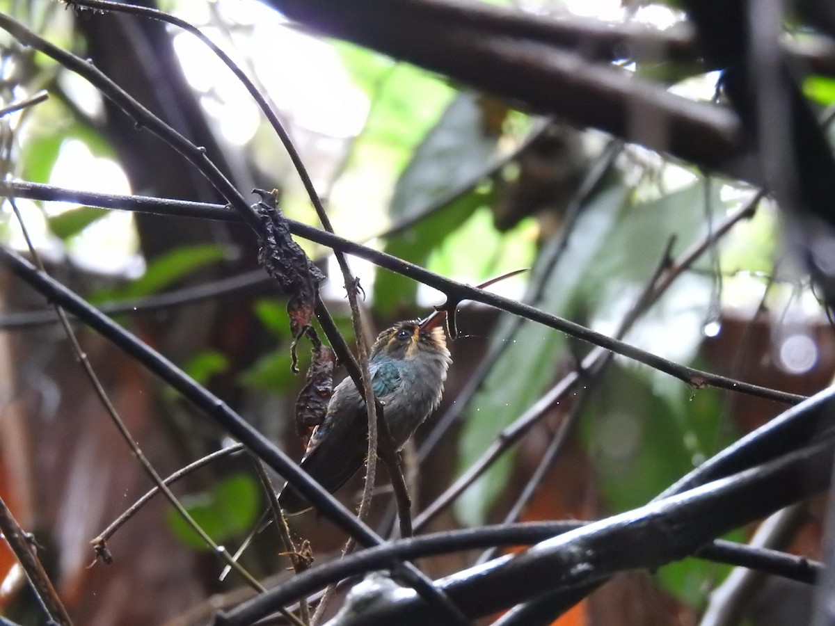 Зелёный колибри-отшельник - ML361483371