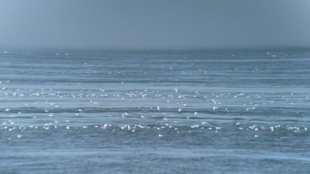 Bonaparte's Gull - ML361483891