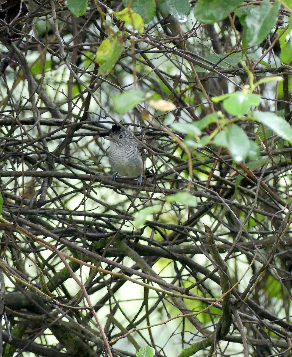 Chapman's Antshrike - Susan Hartley