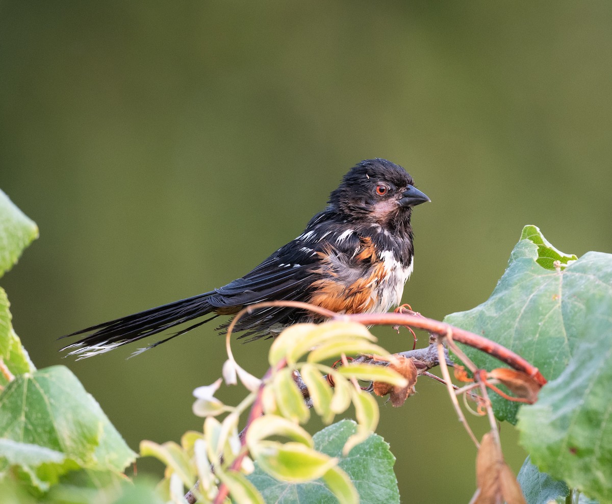 Spotted Towhee - ML361486211