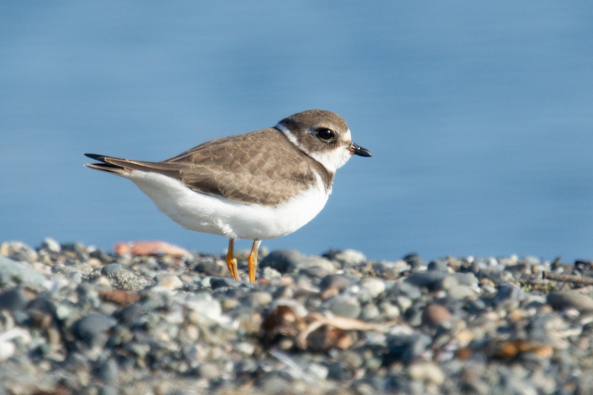 Semipalmated Plover - ML361487561