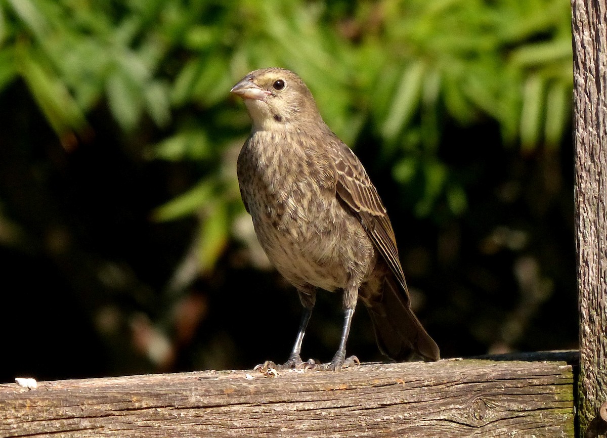 Brown-headed Cowbird - ML361487661