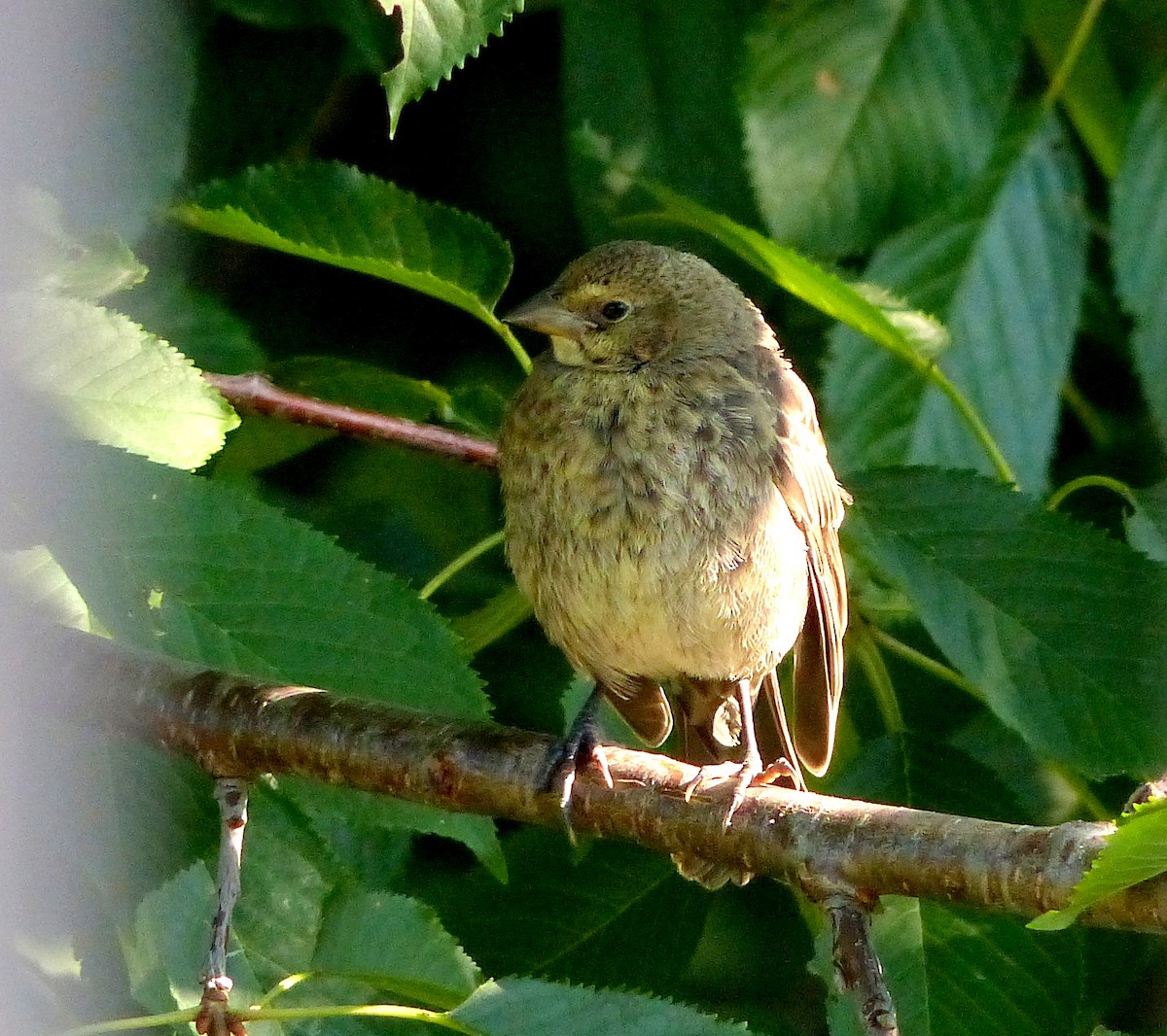 Brown-headed Cowbird - ML361487831