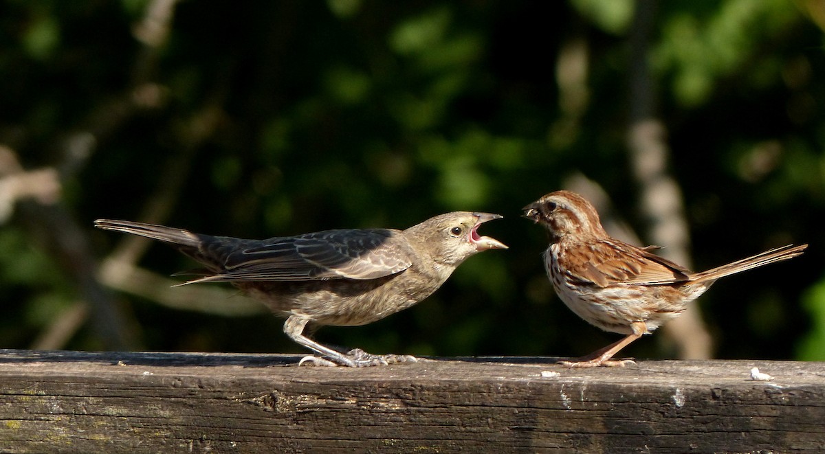 Brown-headed Cowbird - ML361487951