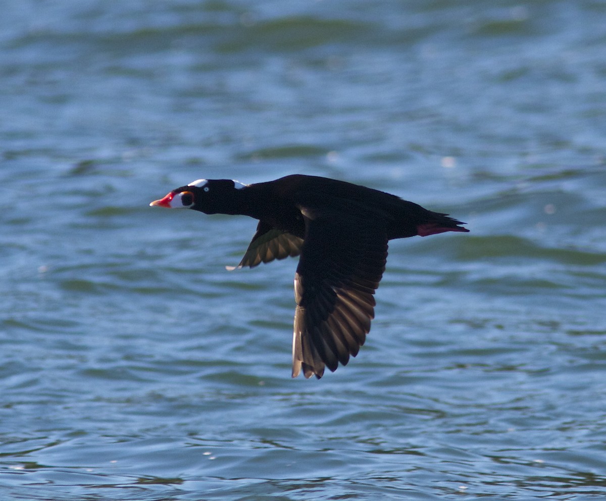 Surf Scoter - ML36148841