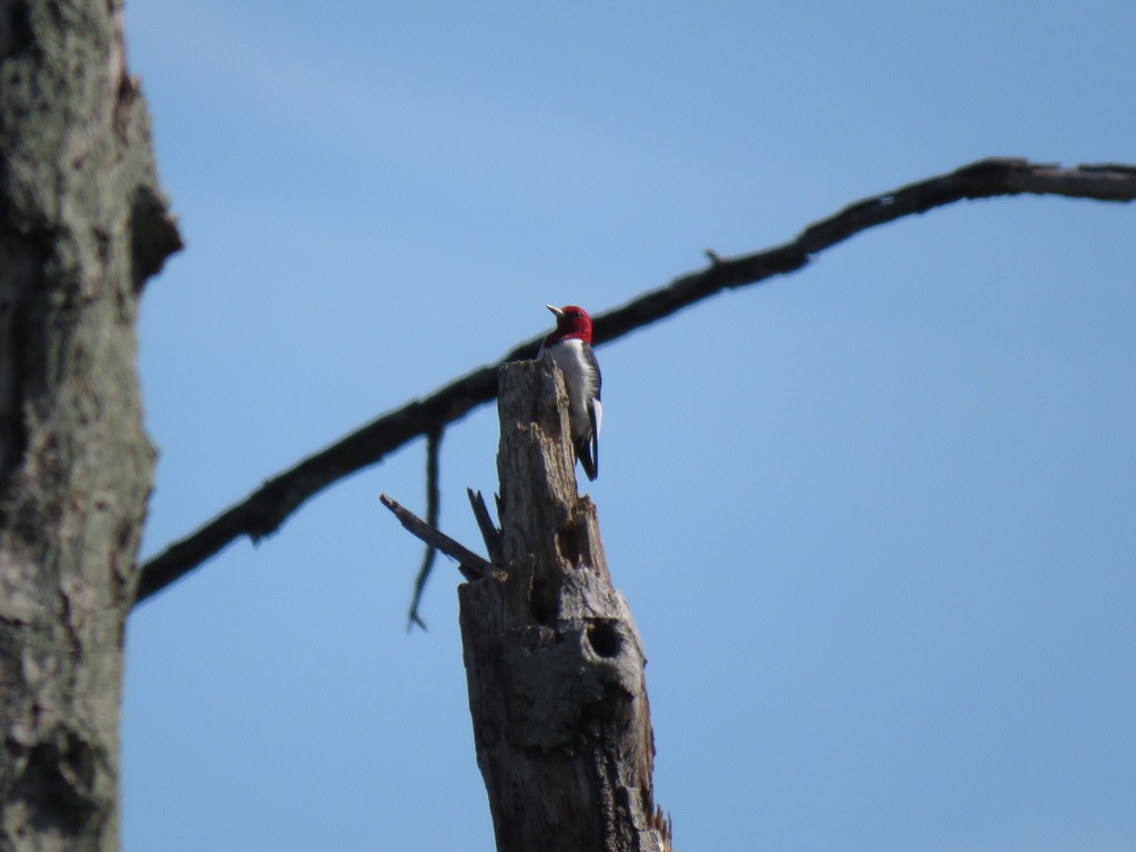 Red-headed Woodpecker - ML361488811