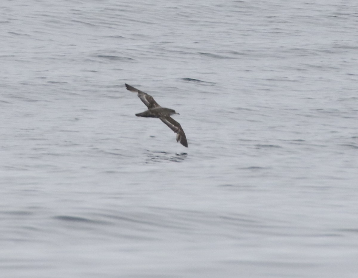 Pink-footed Shearwater - Mike O'Malley