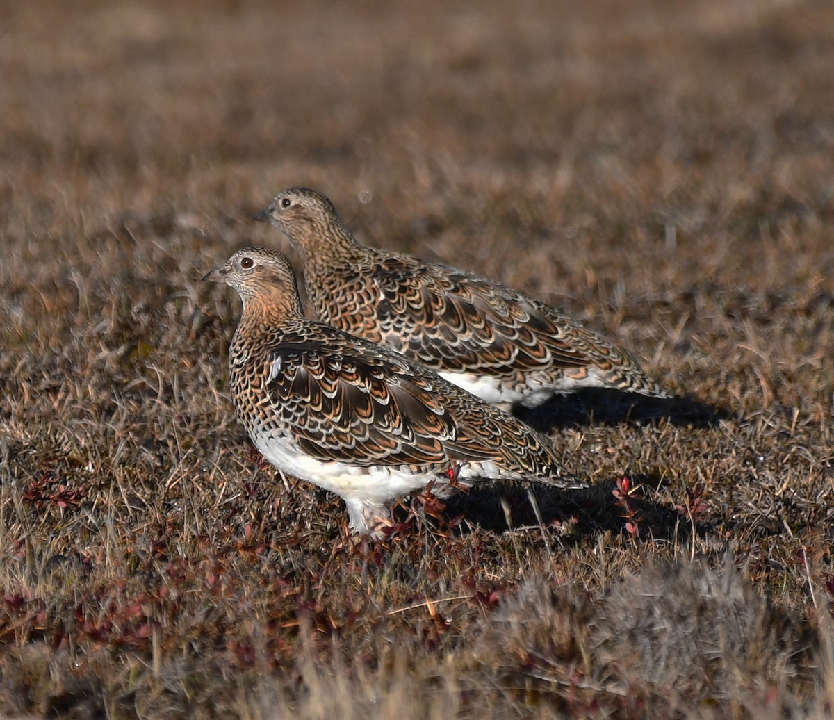 White-bellied Seedsnipe - ML361488931