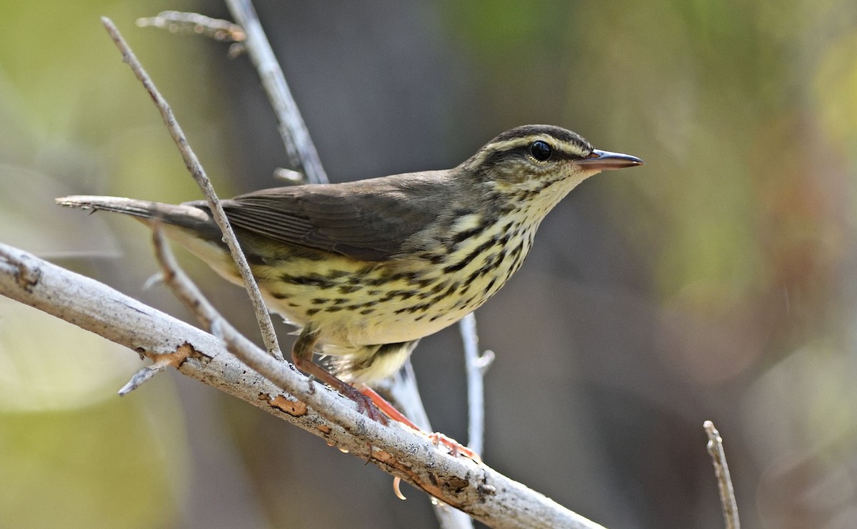 Northern Waterthrush - ML361489291