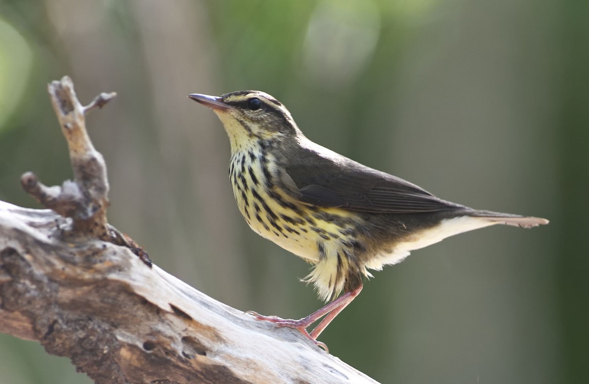 Northern Waterthrush - ML361489301