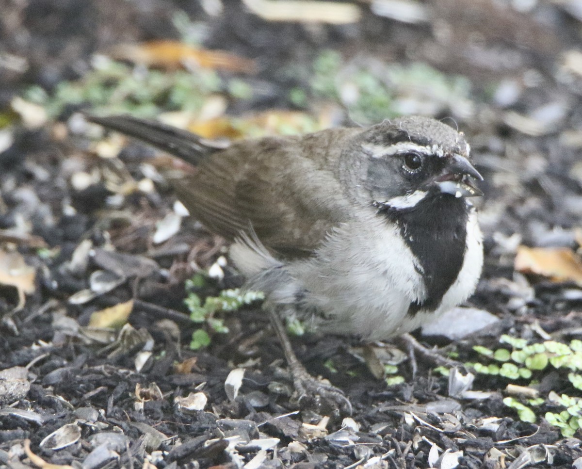 Black-throated Sparrow - ML361490101