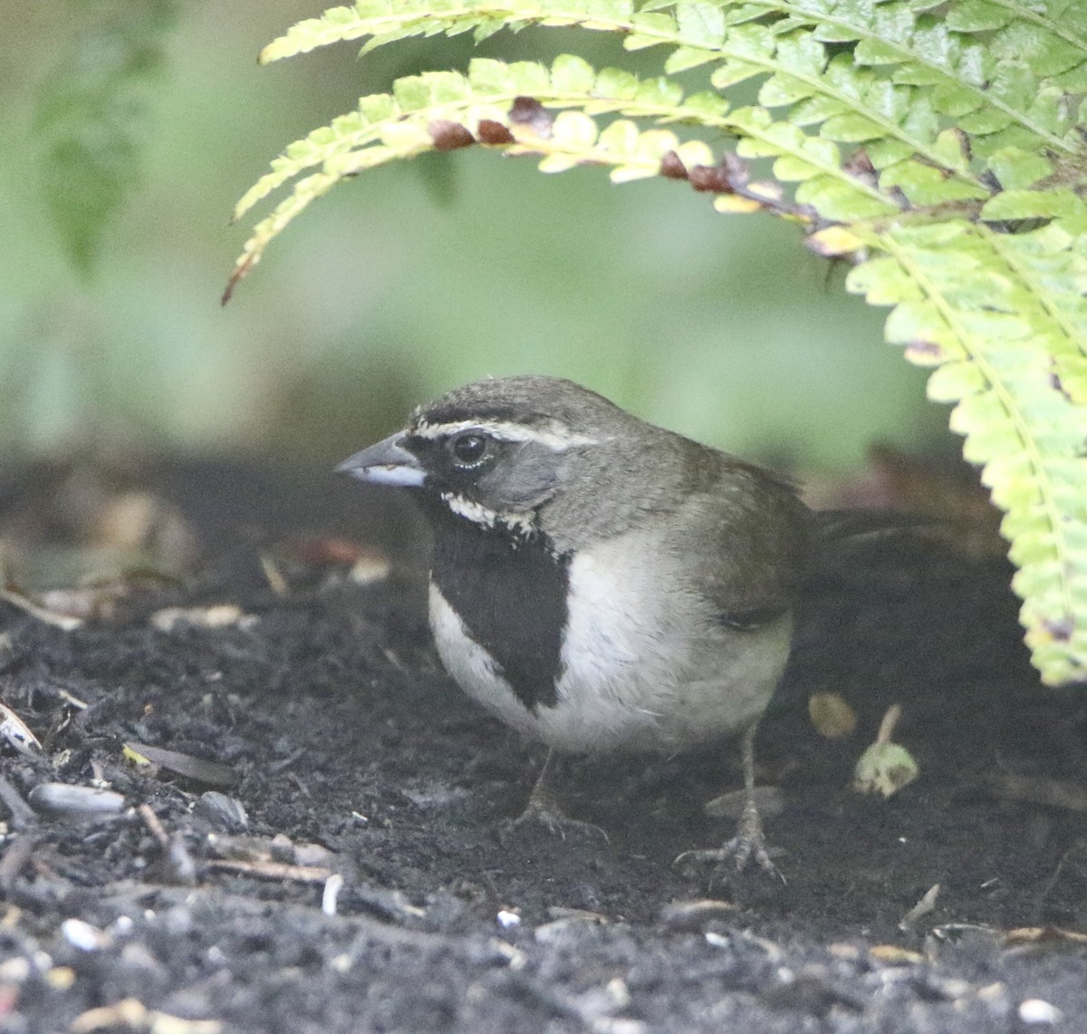 Black-throated Sparrow - ML361490231