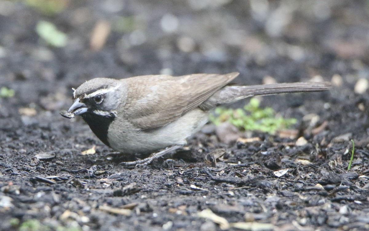 Black-throated Sparrow - ML361490301