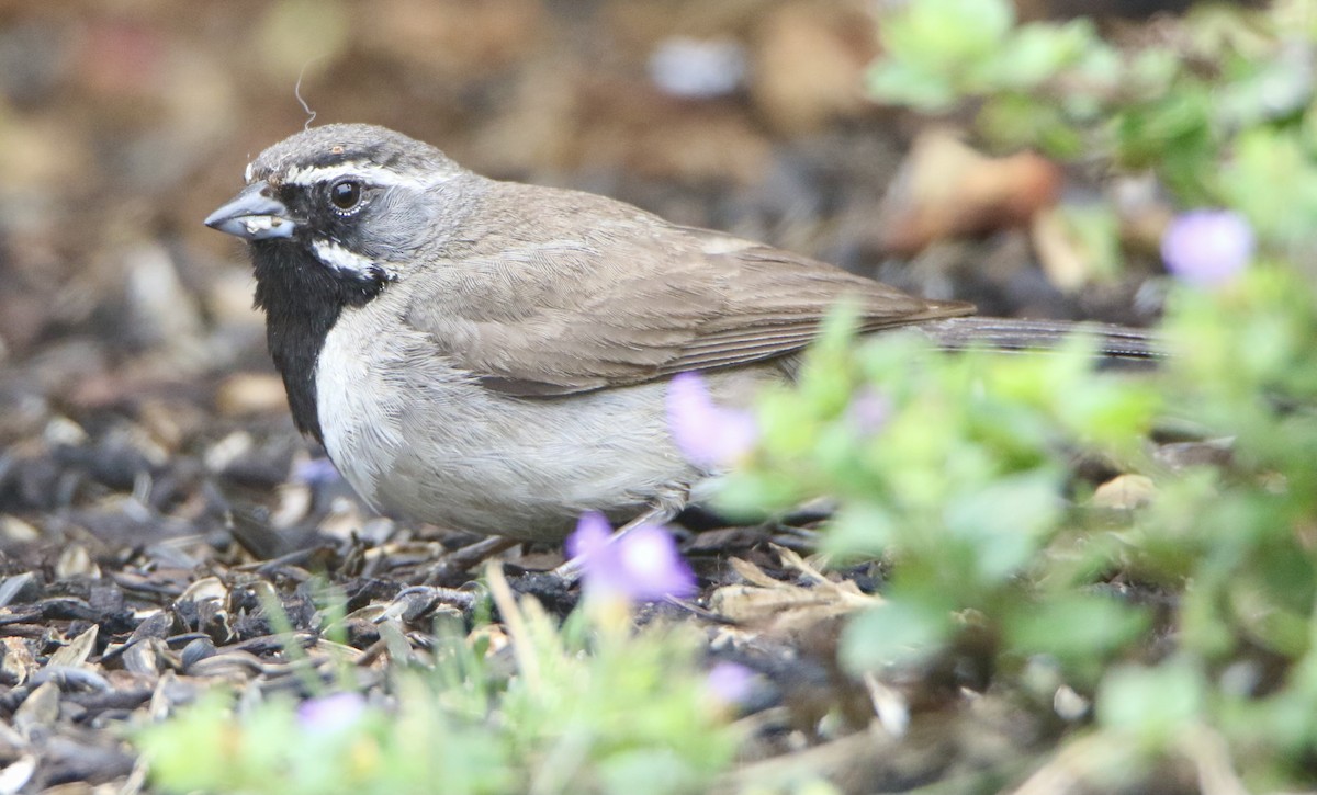 Black-throated Sparrow - ML361490401